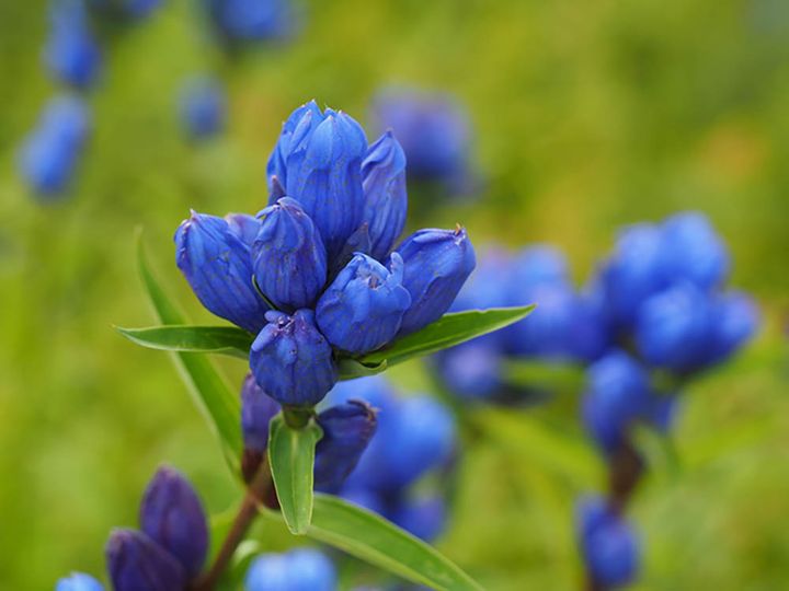 エゾリンドウ Gentiana triflora var. japonica