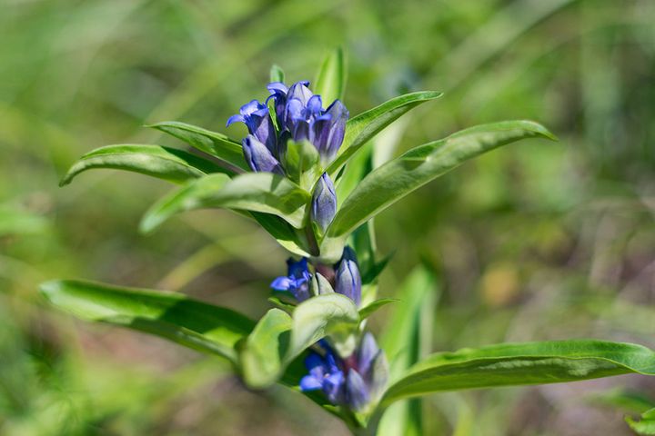 リンドウの花言葉