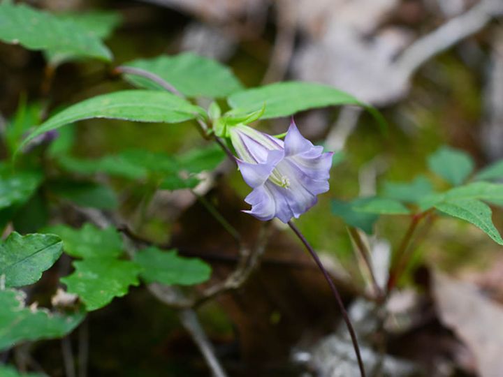 ツルリンドウ Tripterospermum japonicum