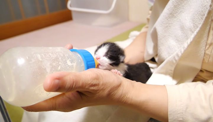 ミルクを飲む子猫