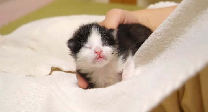 膝の上であやされる子猫