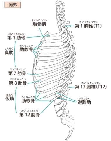 胸椎・肋骨