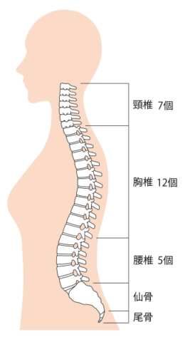 頸椎・胸椎・腰椎
