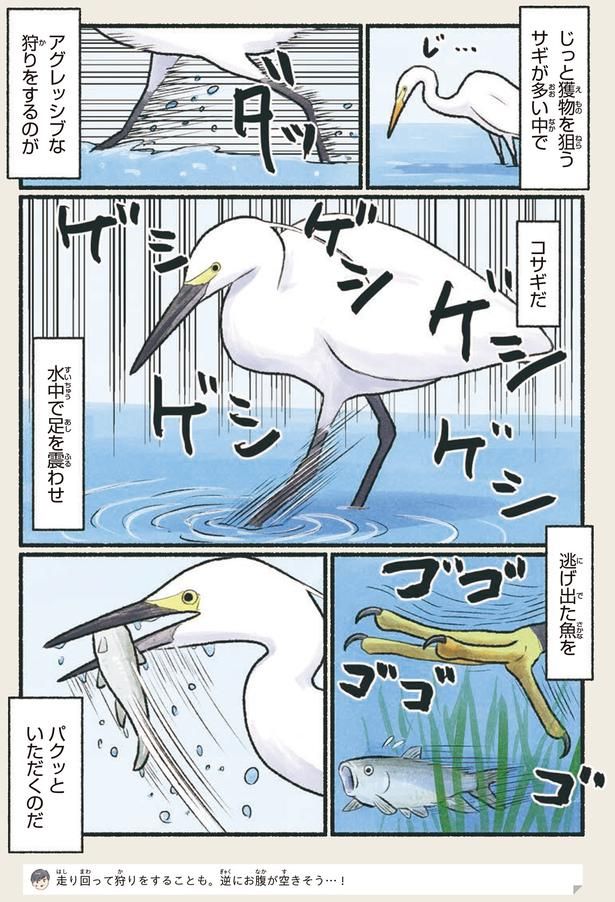 アグレッシブな狩りをするのがコサギだ （C）piro piro piccolo／KADOKAWA