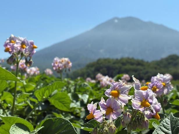 例年7月ごろに咲くジャガイモの花。季節ごとに違う表情の畑が広がる