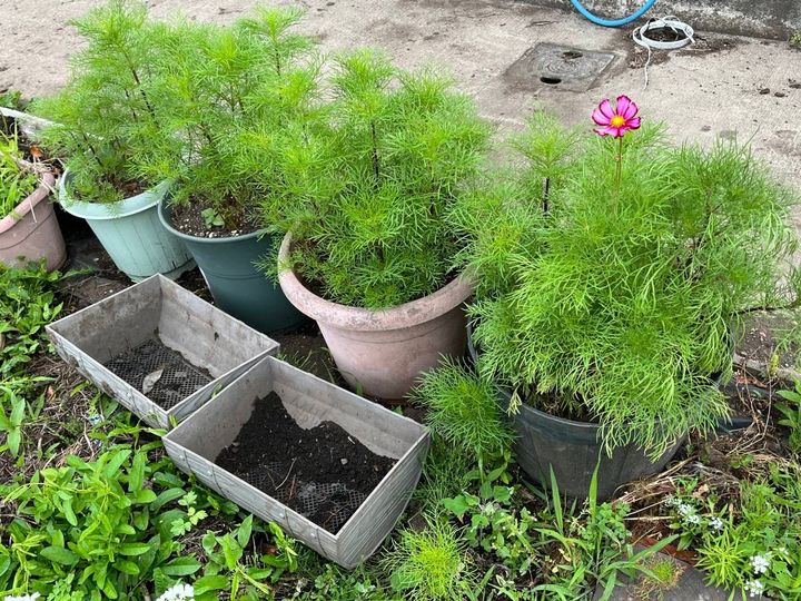コンクリートの上に並んだコスモスの鉢植えと空のプランター