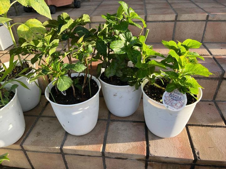白い鉢に植えられたアジサイの苗、黒い土が見えている