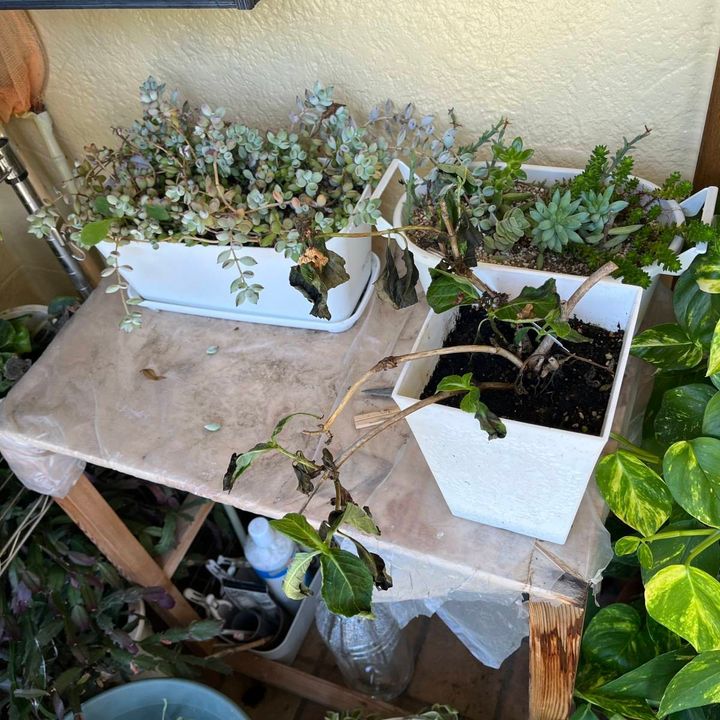 軒下の鉢植えたち