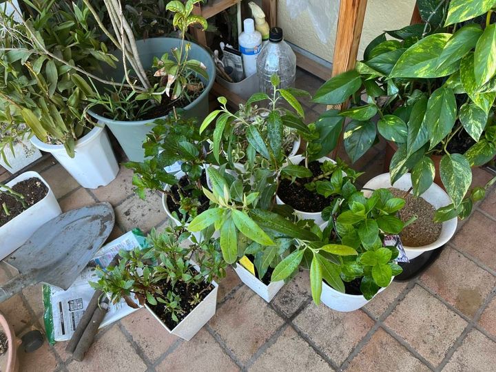 建物の軒下のタイルに並べられた鉢植え