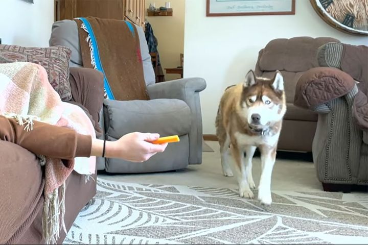 大好物のチーズを前に悩むハスキーのラリーくん