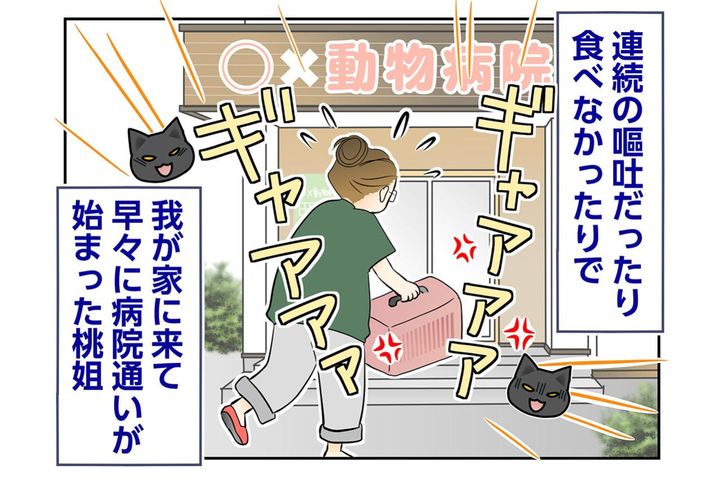 【マンガ・老猫日誌＃108】早々に始まった桃姐の病院通い〜思い出の老猫日誌・桃姐と小論