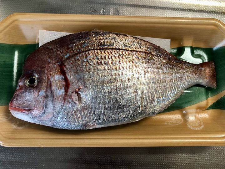 【天然魚クエスト】宮城の天然鯛を使ってアクアパッツァ