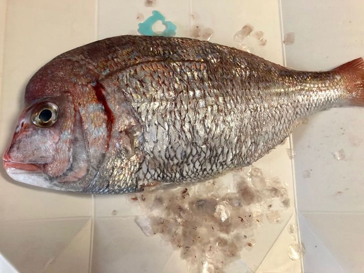 【天然魚クエスト】宮城の天然鯛を使ってアクアパッツァ