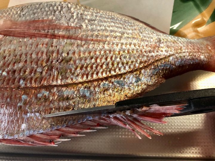 鯛のヒレと尾をキッチンバサミで切ります