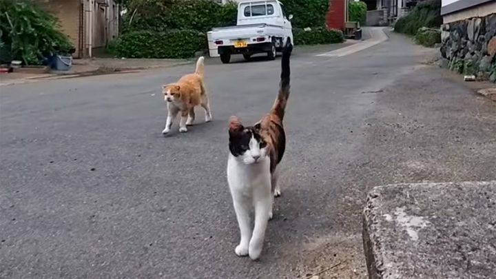 遠くからモフモフされにやって来た猫達