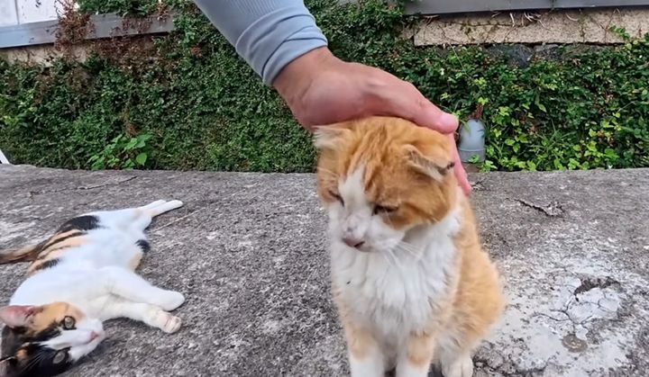 ナデナデを楽しむ猫