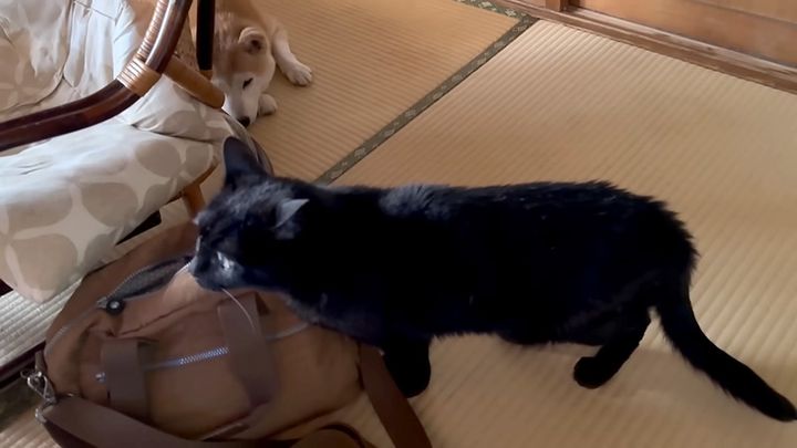 地震にあった猫と犬