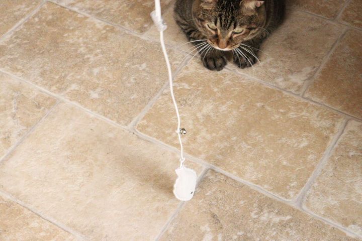 茶トラ猫が床に置かれた白い魚型猫じゃらしをじっと見つめている俯瞰写真