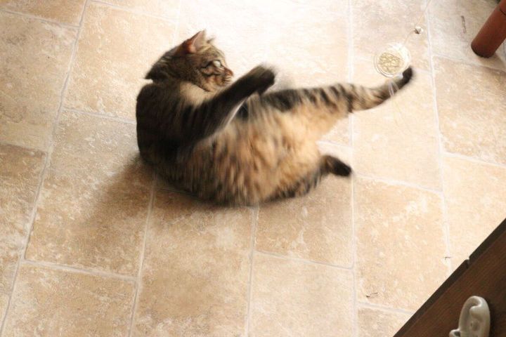 茶トラ猫が白い猫じゃらしに飛びつき、体をひねって夢中で遊んでいる様子