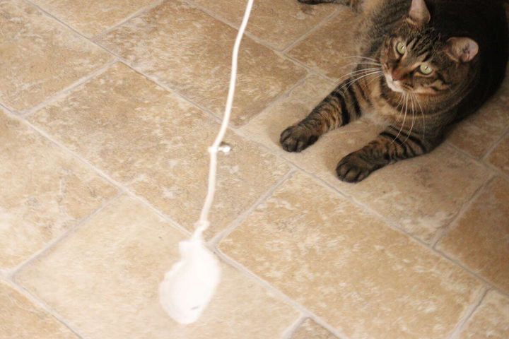 茶トラ猫が床に置かれた白い魚型猫じゃらしを横目で見て興味を示している
