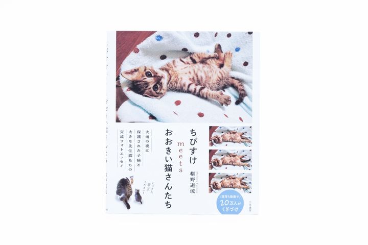 猫本専門店『キャッツ ミャウ ブックス』店主が選ぶ、お手本にしたい猫写真集6冊