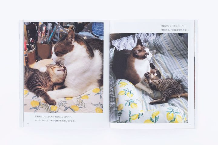 猫本専門店『キャッツ ミャウ ブックス』店主が選ぶ、お手本にしたい猫写真集6冊