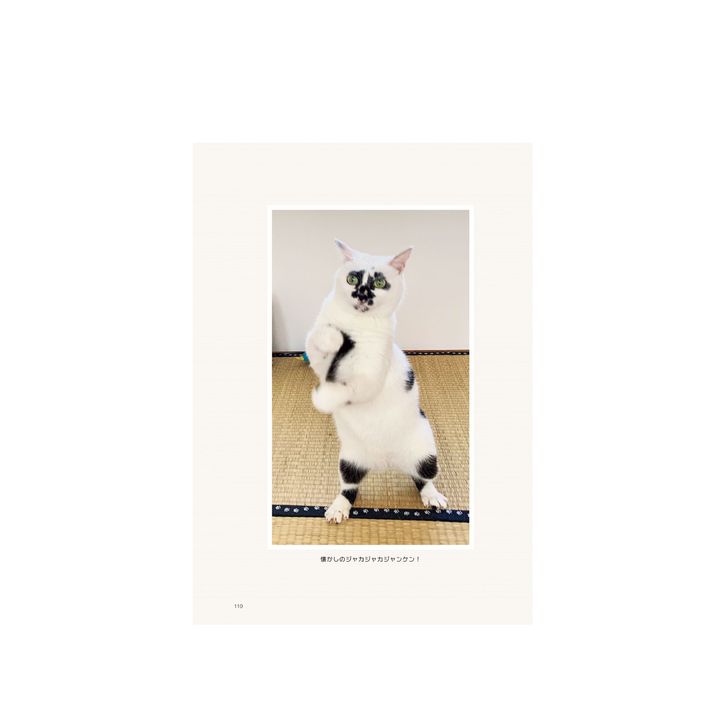 猫本専門店『キャッツ ミャウ ブックス』店主が選ぶ、お手本にしたい猫写真集6冊