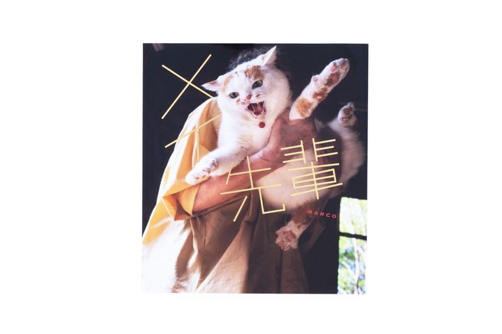 猫本専門店『キャッツ ミャウ ブックス』店主が選ぶ、お手本にしたい猫写真集6冊