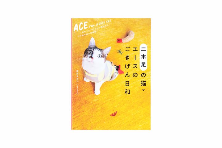 猫本専門店『キャッツ ミャウ ブックス』店主が選ぶ、お手本にしたい猫写真集6冊