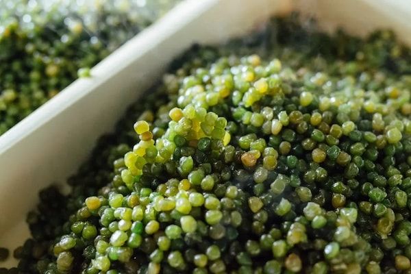 【山梨県甲府市】「くろ玉」の澤田屋が新銘菓開発プロジェクトを始動。イベント「くろ玉の日」も開催！