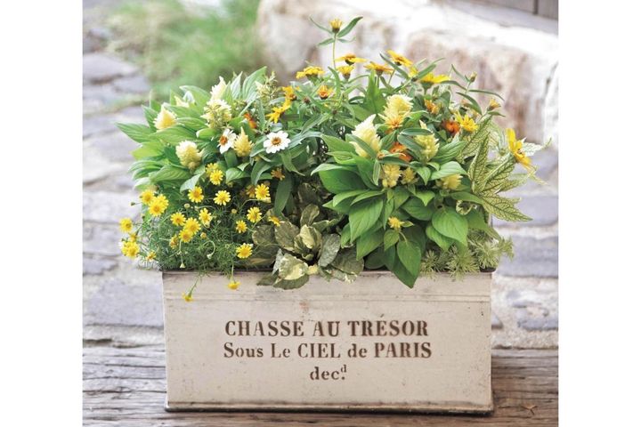 インスタで話題の園芸店「Chels Green」直伝！【ケイトウ】が主役の秋の寄せ植え2例と配色のコツ