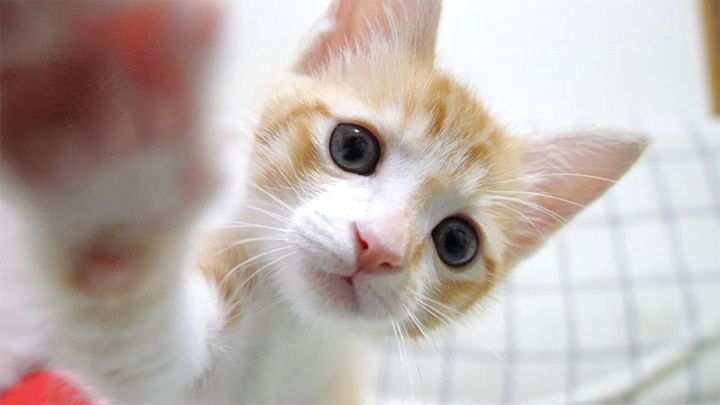 突然猫パンチしてくる子猫