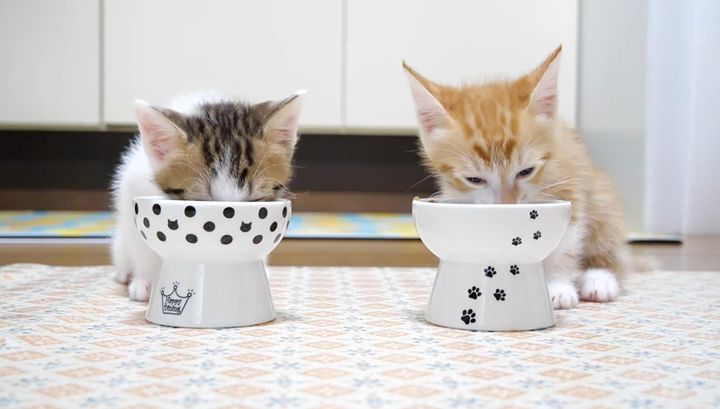 ご飯をモグモグ食べる子猫達