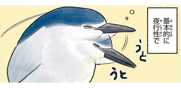 基本的に夜行性で （C）piro piro piccolo／KADOKAWA