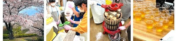東京工科大学、キャンパスのソメイヨシノから分離した“桜酵母”でクラフトビールを開発