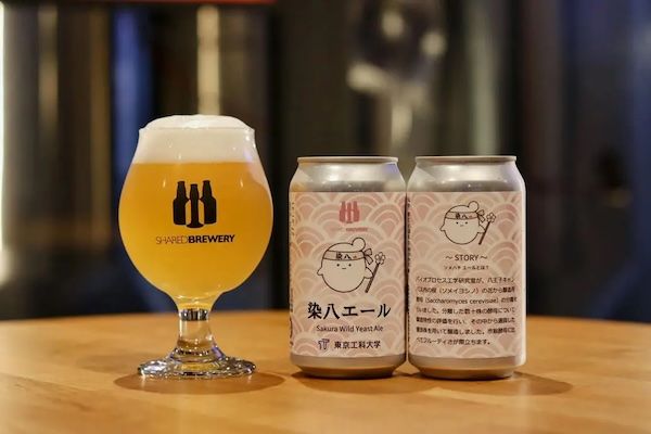 東京工科大学、キャンパスのソメイヨシノから分離した“桜酵母”でクラフトビールを開発