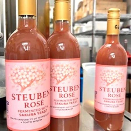 東京工科大学、キャンパスのソメイヨシノから分離した“桜酵母”でクラフトビールを開発