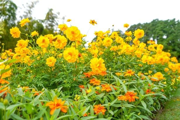 キバナコスモスやジニアが咲き競う“虹色の丘”の花景色