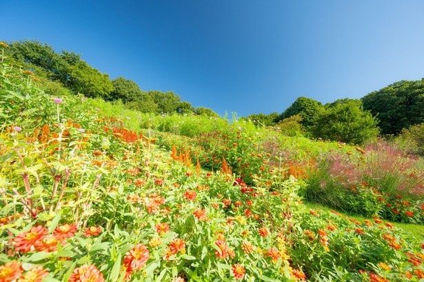 【写真】丘一面を赤や黄のグラデーションが染める