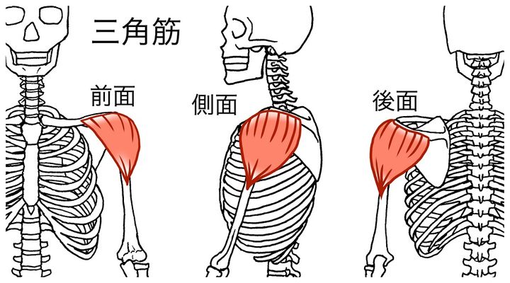 ダンベル肩トレ】「三角筋（前部・中部・後部別）」のダンベル筋トレ | トレーニング ×スポーツ『MELOS』