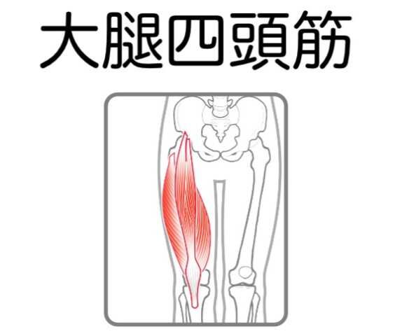 大腿四頭筋