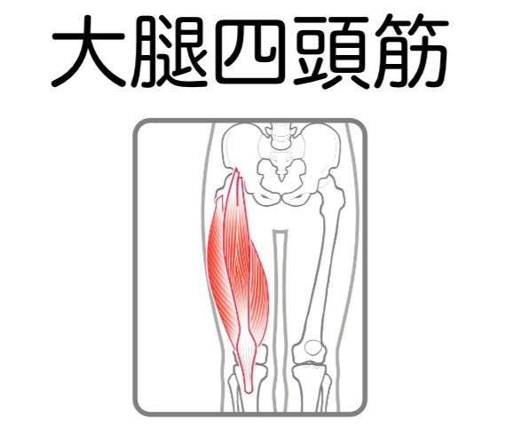 大腿四頭筋