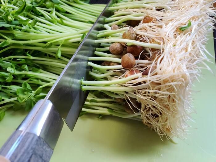 ピーマンのタネ、もう取らなくてOK！？実は丸ごと食べられる♡捨てがちな野菜のタネ3選