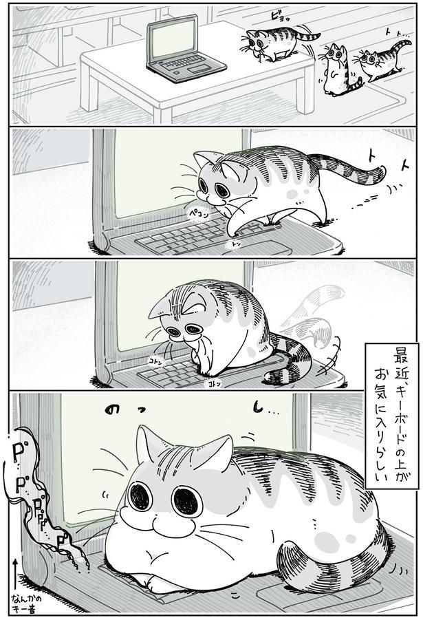 キーボードの上のネコ （C）キュルZ／KADOKAWA