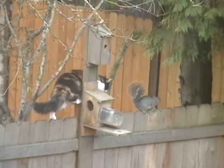 猫とリスの“追いかけっこ”が始まる！？