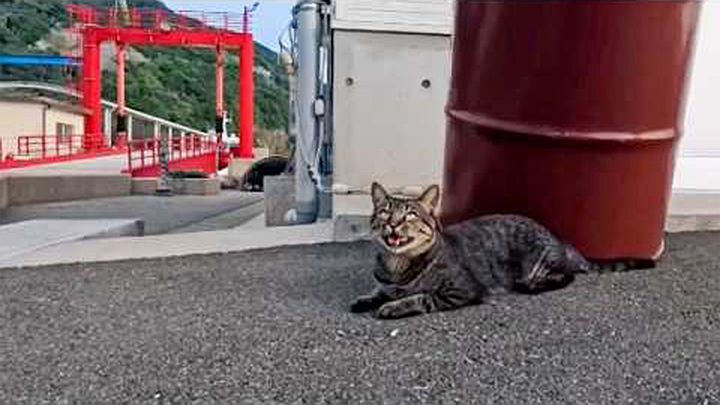 桟橋で呼び止める猫