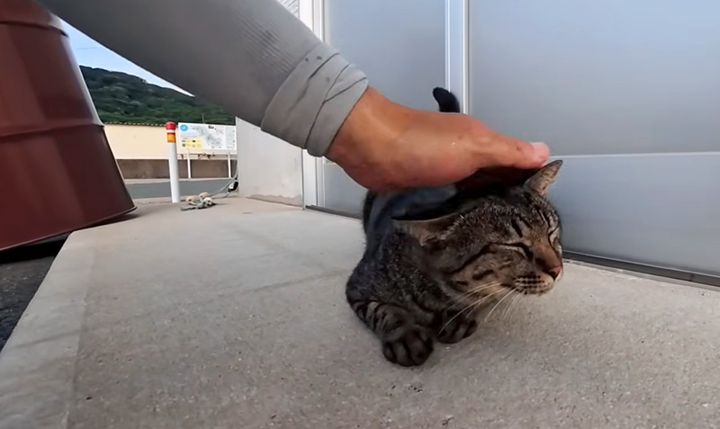 ナデナデされる猫