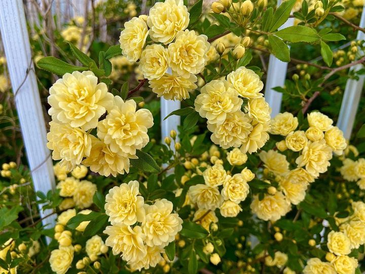 キモッコウバラは9月に花芽ができるので、剪定は8月以前に終わらせます。9月に剪定すると翌春の花付きが少なくなるので我慢。