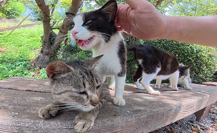 息が荒い猫