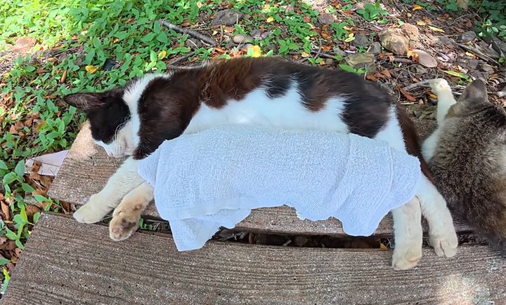 猫に熱中症対策をする